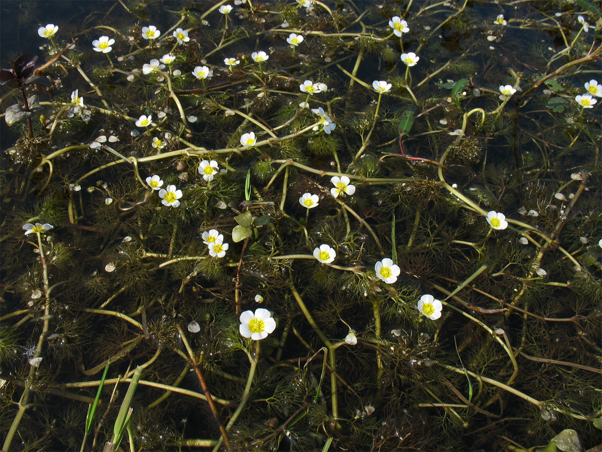 Изображение особи Ranunculus circinatus.