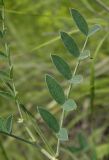 Astragalus pallescens. Часть стебля с листом. Украина, г. Луганск, балка Калмыцкий яр, склон юго-восточной эксп., петрофитная степь. 03.06.2016.