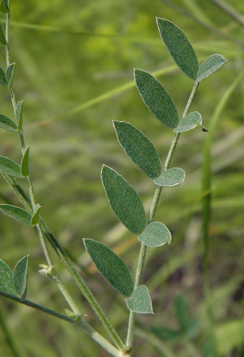 Image of Astragalus pallescens specimen.