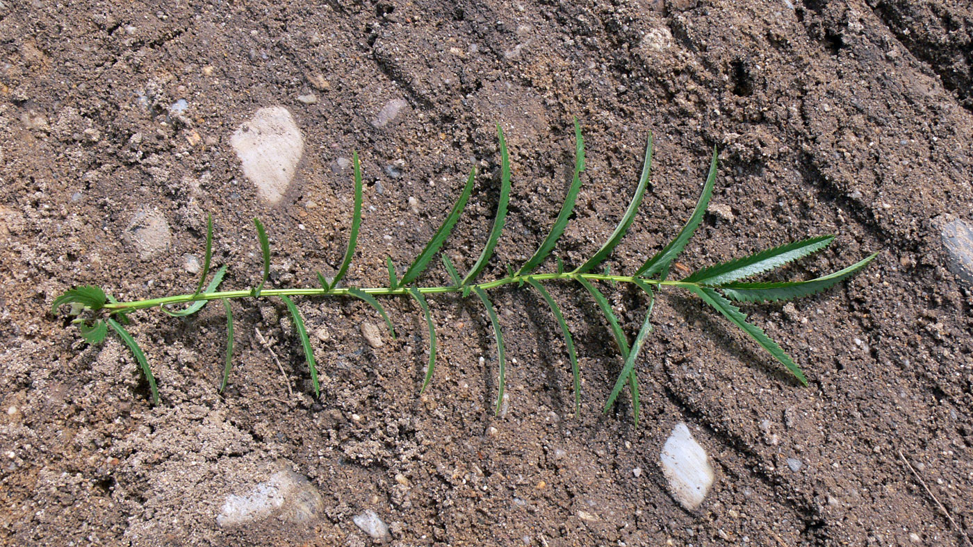 Image of Sanguisorba parviflora specimen.