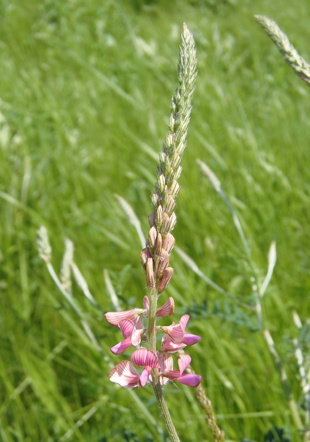 Image of Onobrychis arenaria specimen.