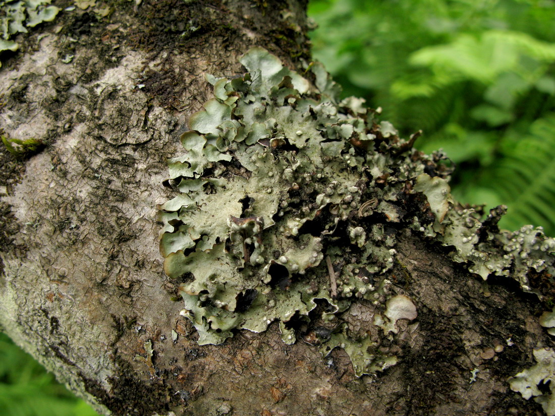 Изображение особи Cetrelia sayanensis.