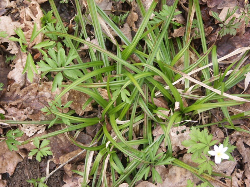 Image of Carex sylvatica specimen.