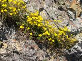 Potentilla rupifraga