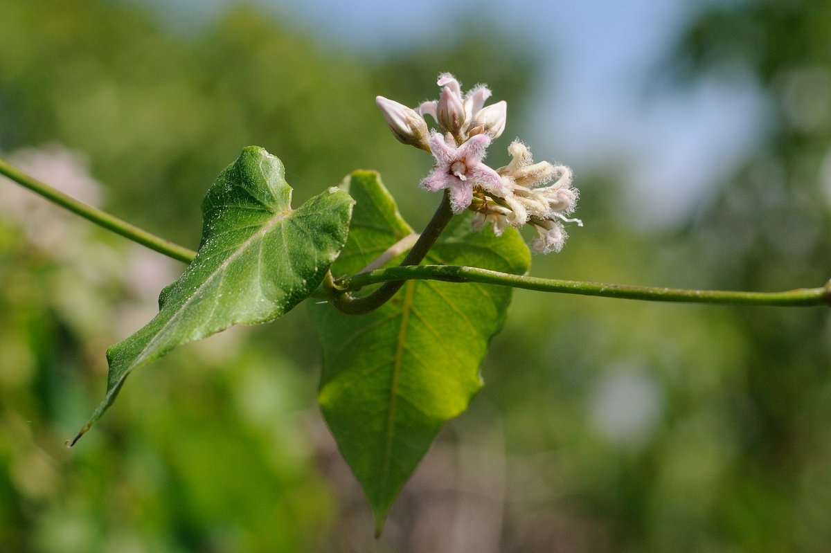 Изображение особи Metaplexis japonica.