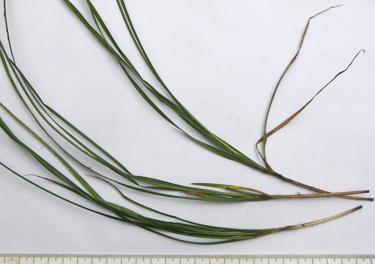 Image of Carex divulsa specimen.