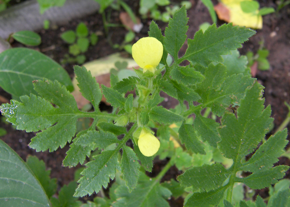 Изображение особи Calceolaria tripartita.