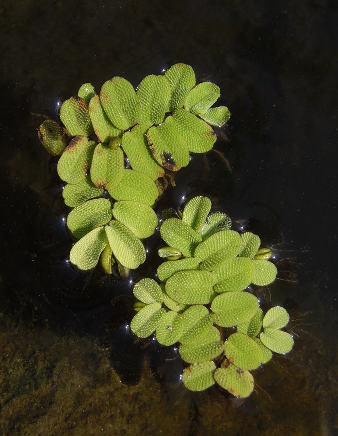 Image of Salvinia natans specimen.