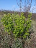 Caragana arborescens. Зацветающее растение. Украина, Запорожская обл., Запорожский р-н, Малоекатериновское охотничье-рыболовное хозяйство, степь, возвышенность. 17.04.2016.