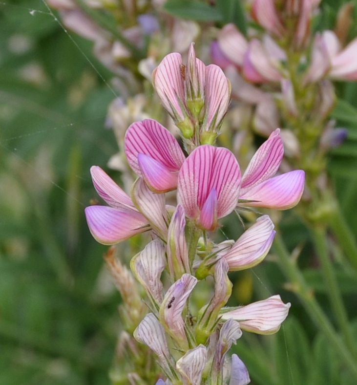 Image of Onobrychis arenaria ssp. lasiostachya specimen.