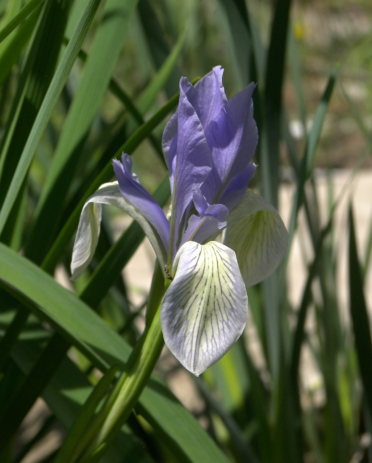 Изображение особи Iris lactea.