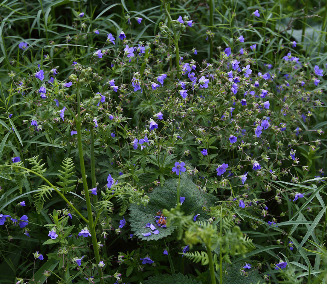 Изображение особи Geranium pseudosibiricum.