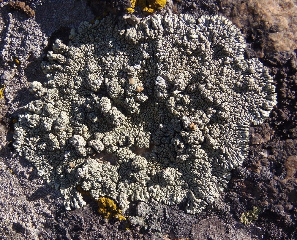 Image of Rhizoplaca novomexicana specimen.