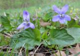 Смотреть изображение род Viola