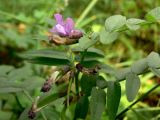 Vicia sepium