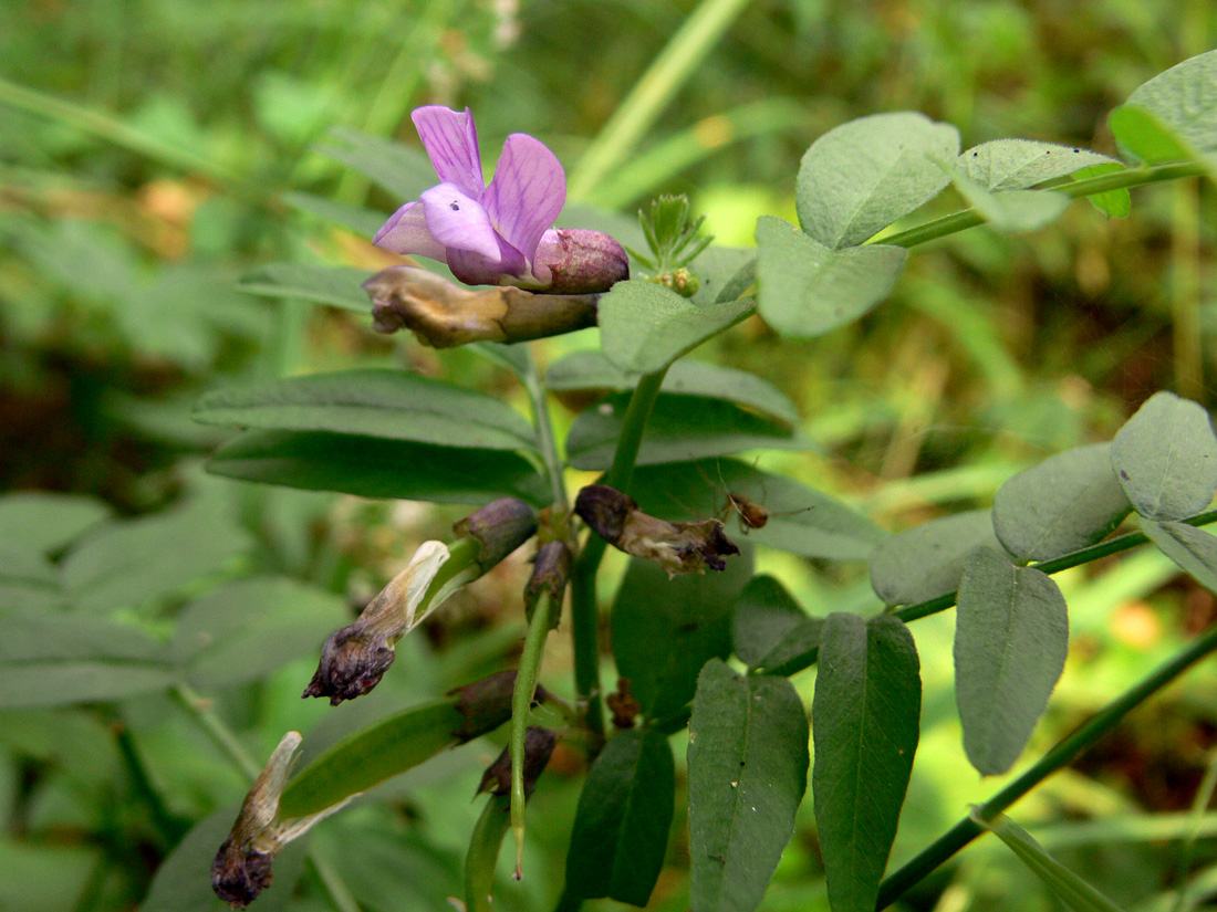 Image of Vicia sepium specimen.