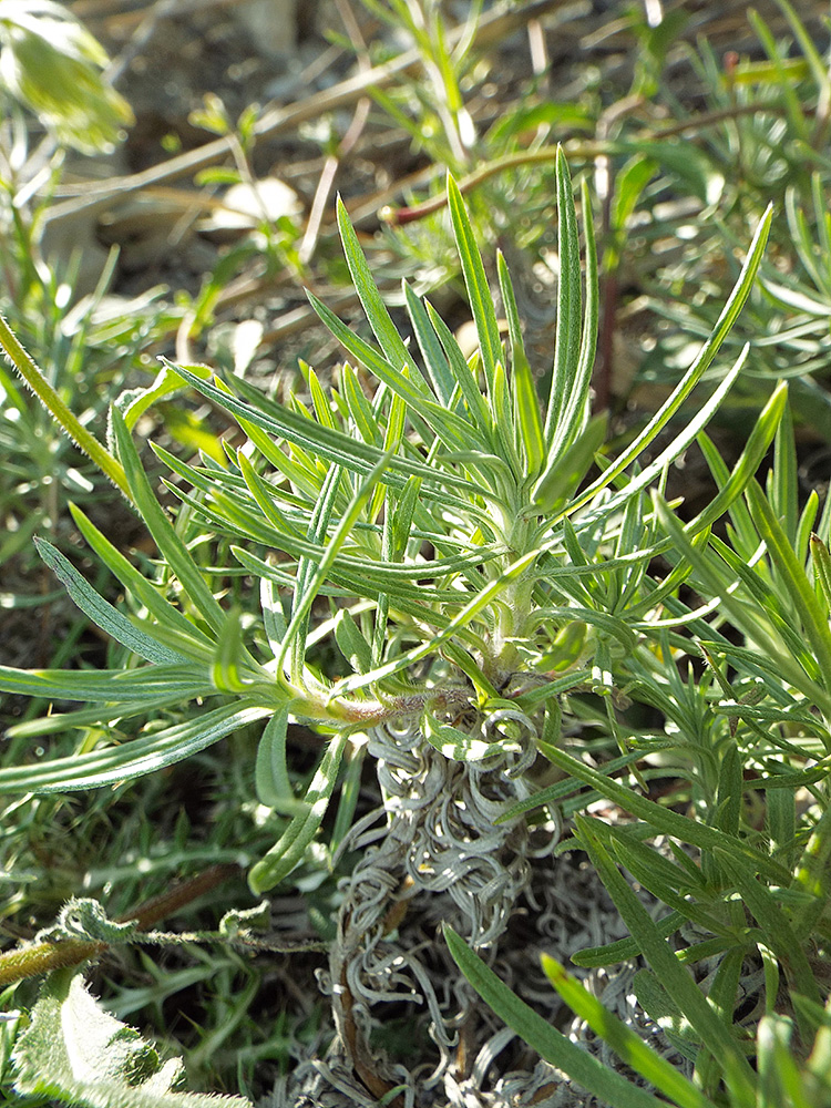 Image of Onosma polyphylla specimen.