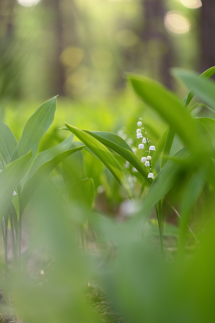 Image of Convallaria majalis specimen.