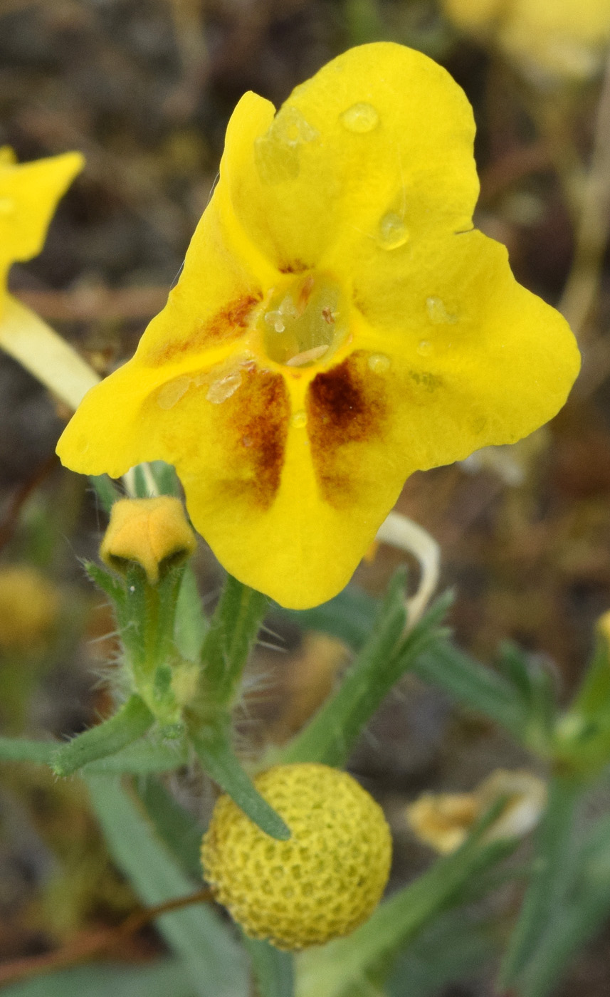 Изображение особи Arnebia coerulea.