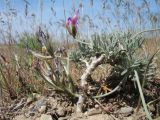 Astragalus falcigerus