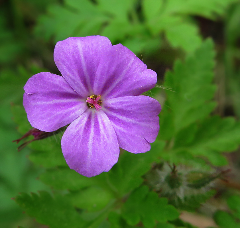Image of Geranium robertianum specimen.