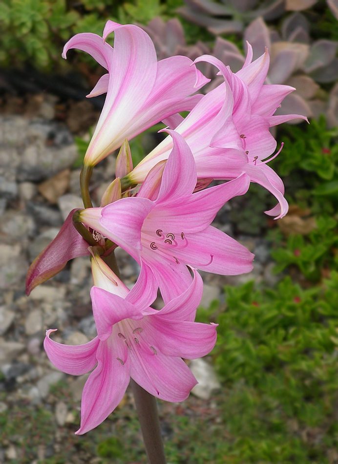 Изображение особи Amaryllis belladonna.