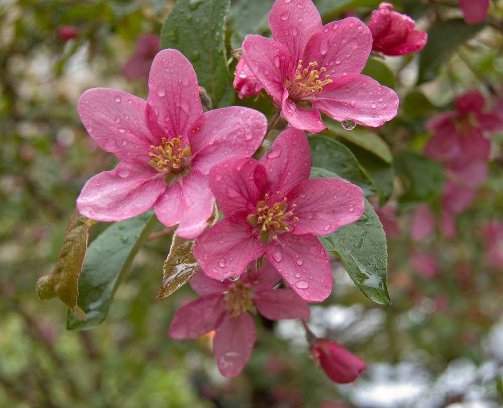 Изображение особи Malus &times; purpurea.