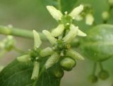 Euonymus europaeus