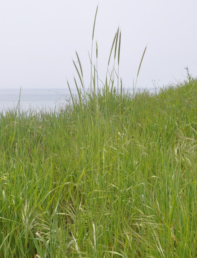 Image of Hordeum secalinum specimen.