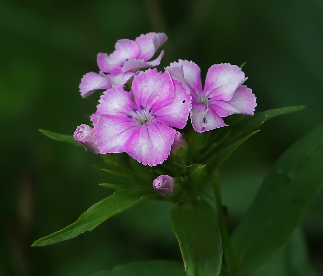 Изображение особи Dianthus barbatus.