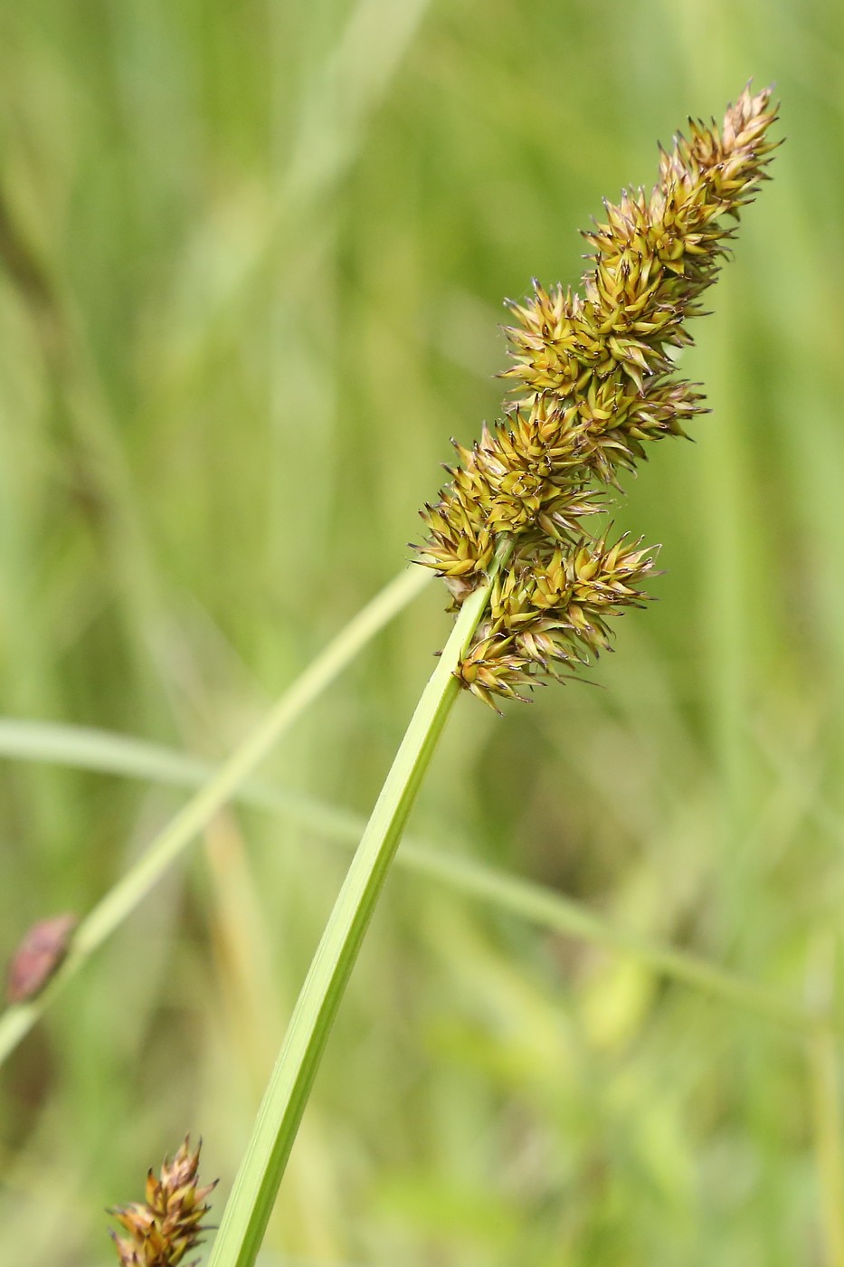 Image of Carex vulpina specimen.