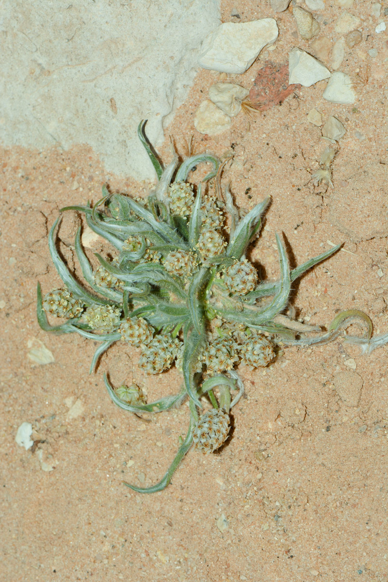 Image of Plantago ovata specimen.