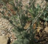Seseli dichotomum