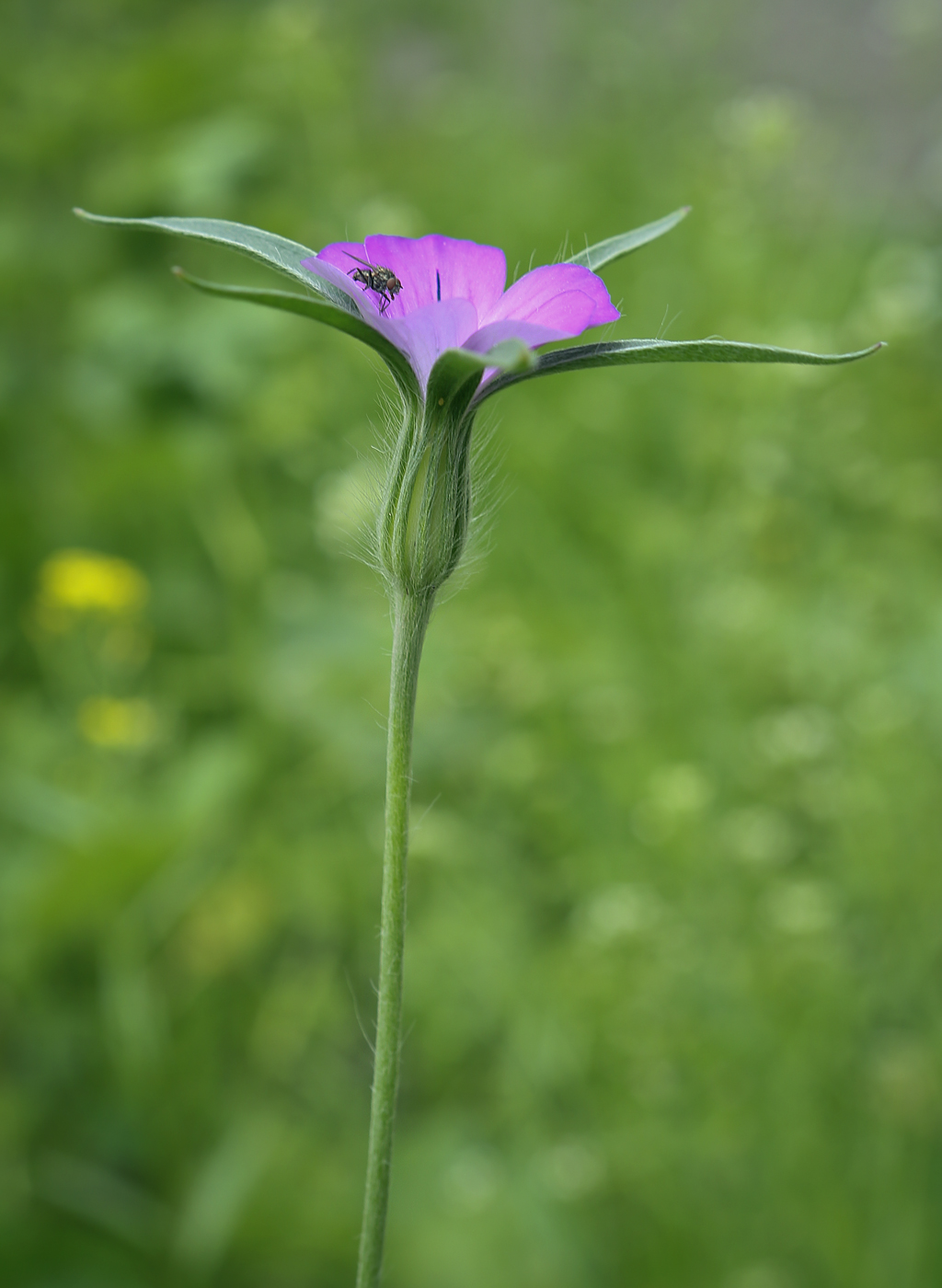 Image of Agrostemma githago specimen.