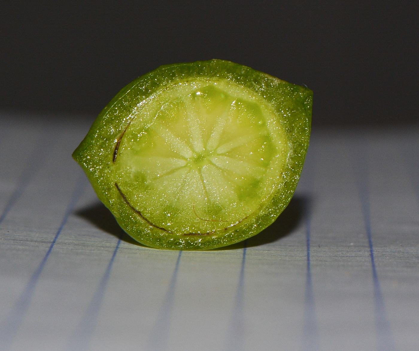Image of Glottiphyllum linguiforme specimen.