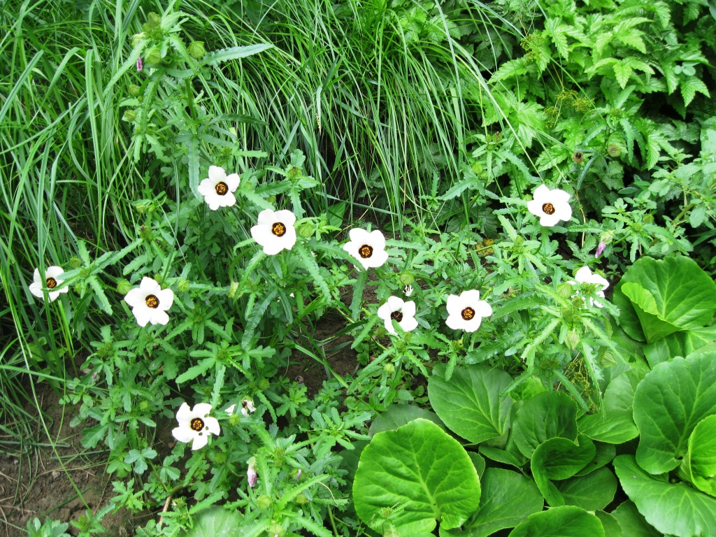 Изображение особи Hibiscus trionum.