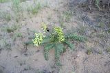 Astragalus flexus