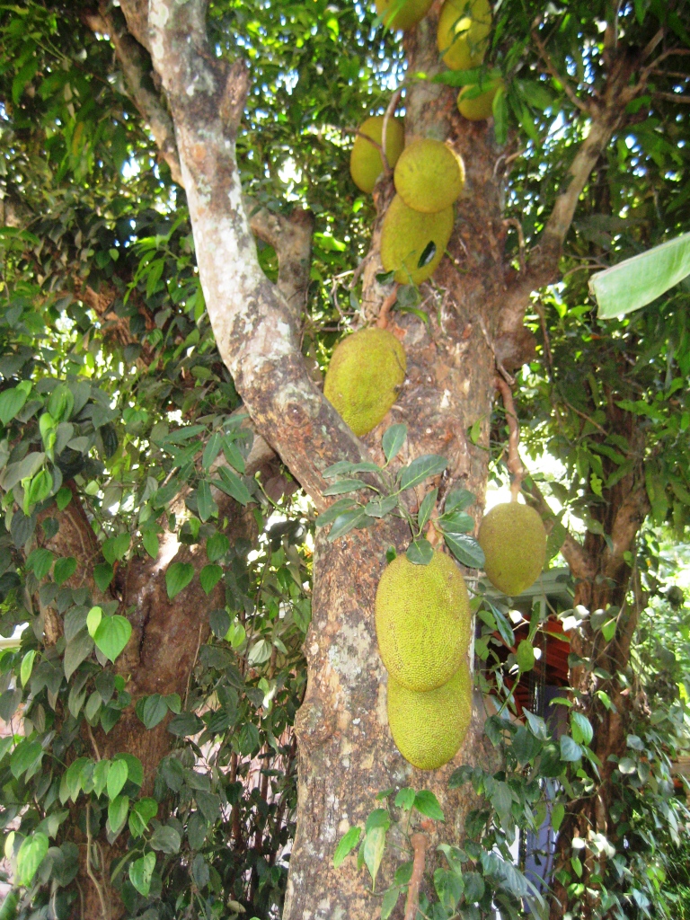 Image of Artocarpus heterophyllus specimen.