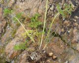 Ranunculus millefoliatus