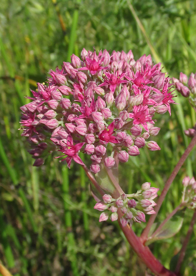 Изображение особи Hylotelephium triphyllum.