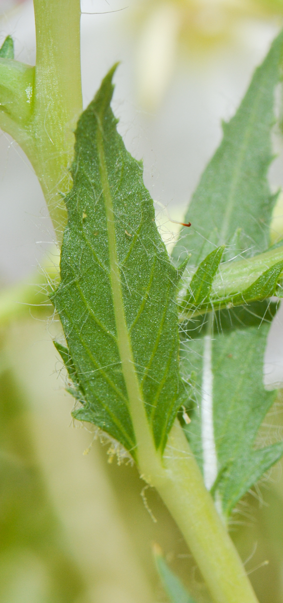 Image of Oenothera pallida specimen.