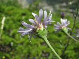 Aster bessarabicus