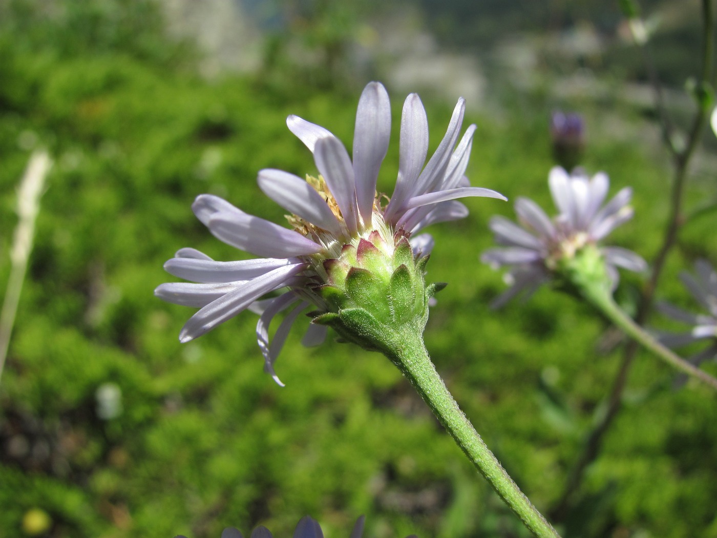 Image of Aster bessarabicus specimen.