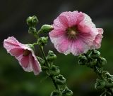 Alcea rosea