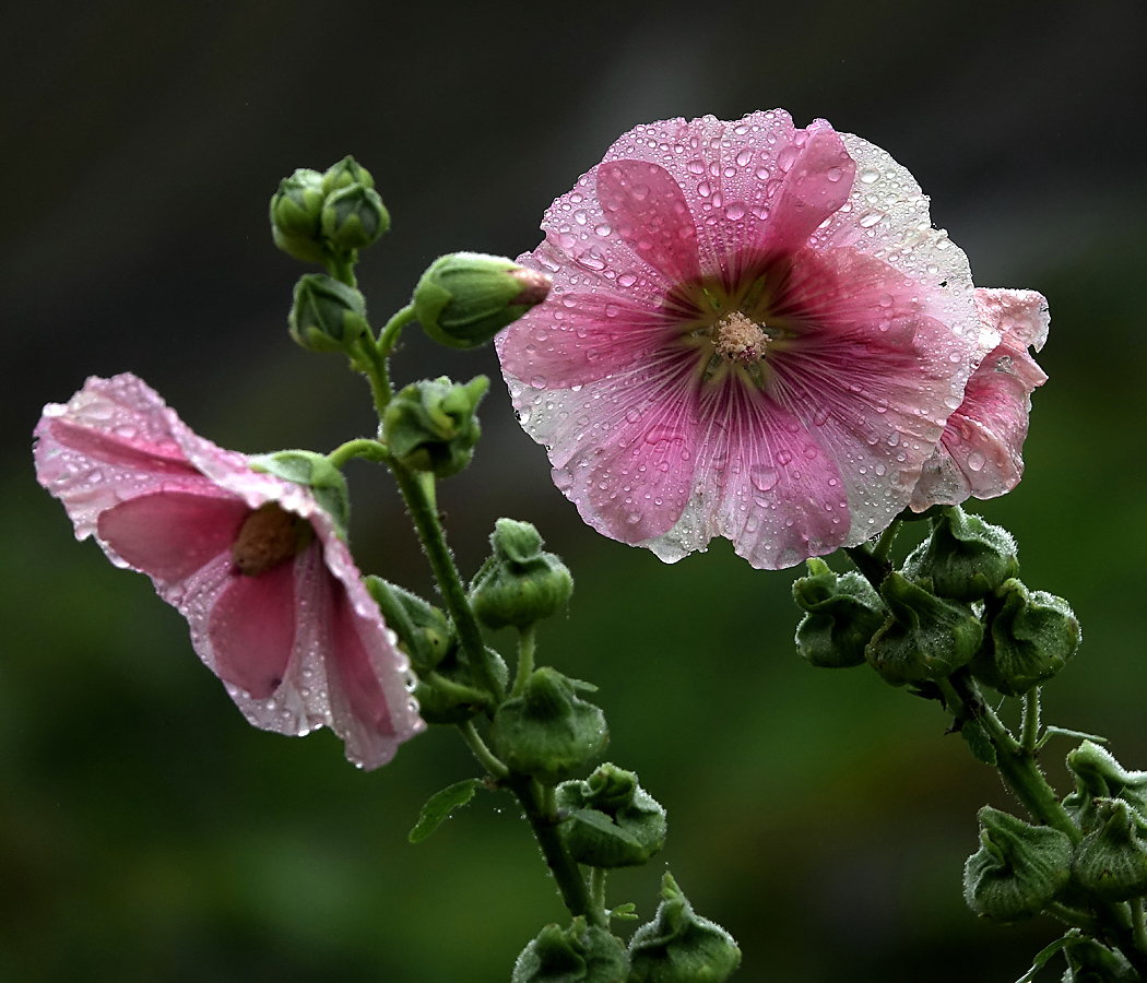 Image of Alcea rosea specimen.