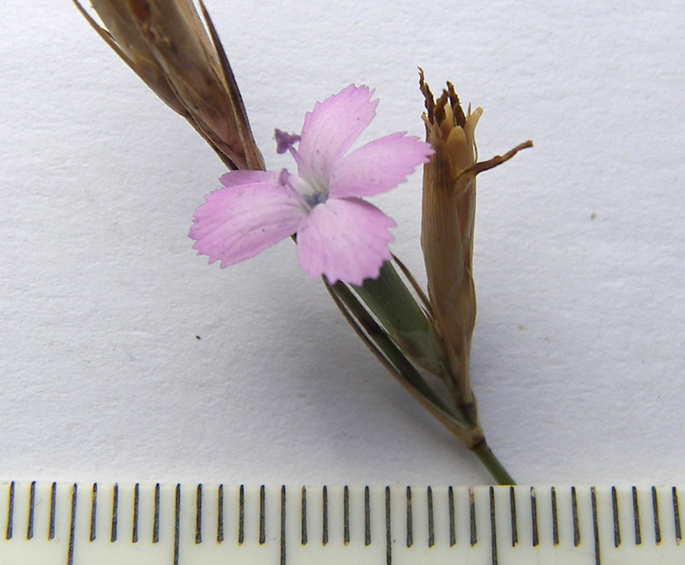 Изображение особи Dianthus pallens.