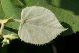 Tilia mandshurica