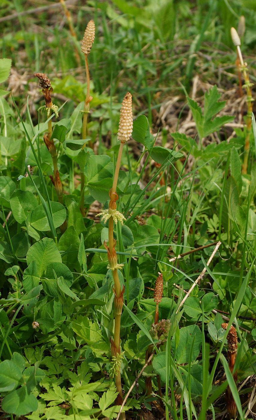 Изображение особи Equisetum sylvaticum.