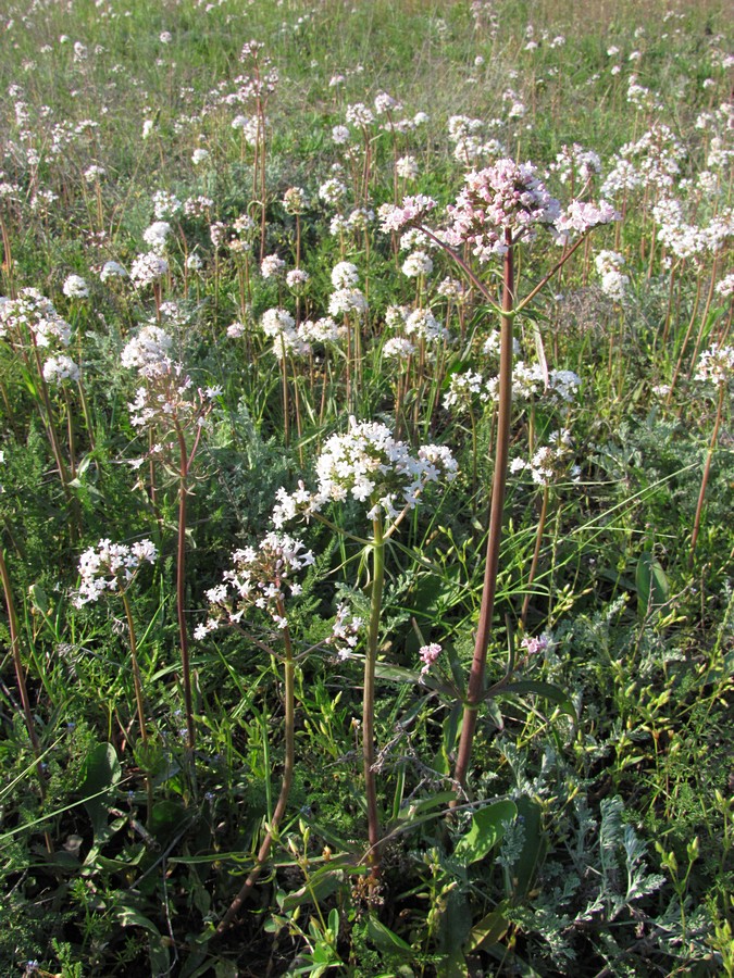 Изображение особи Valeriana tuberosa.