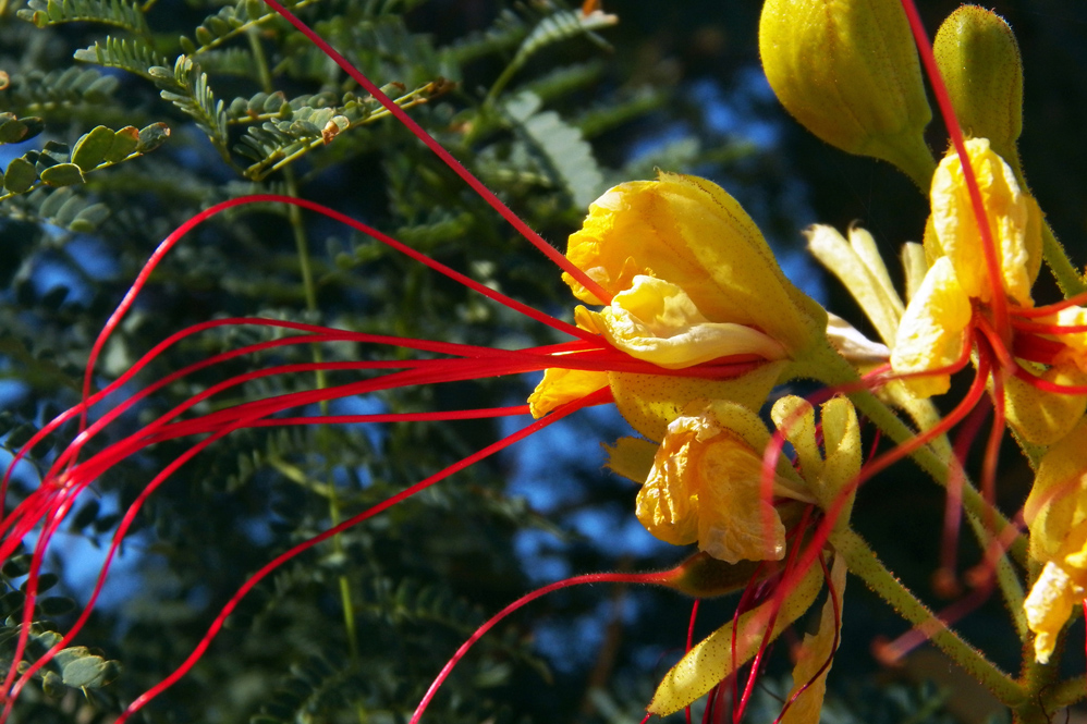 Изображение особи Caesalpinia gilliesii.